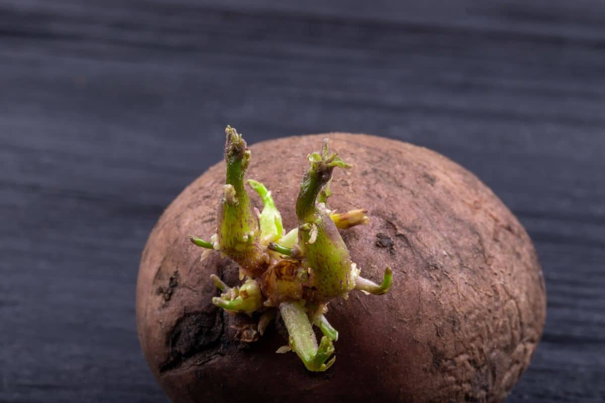 Pommes de terre germées : sont-elles toxiques ou comestibles ? Réponse ici !