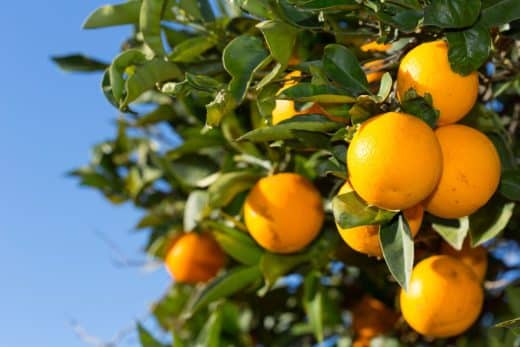 À épingler : Jardin : Planter un oranger à partir d’une graine, c’est possible ? Réponse ici !