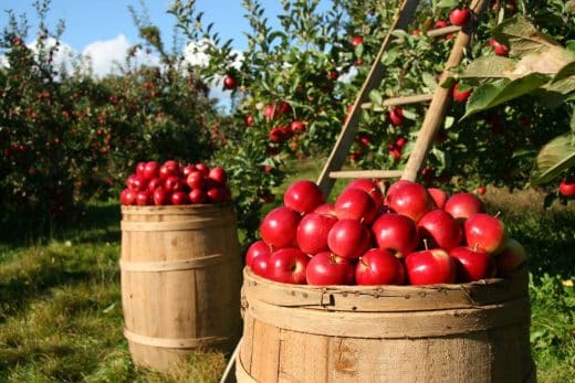 À épingler : Pommes : 10 astuces pour mieux les conserver et limiter le gaspillage !