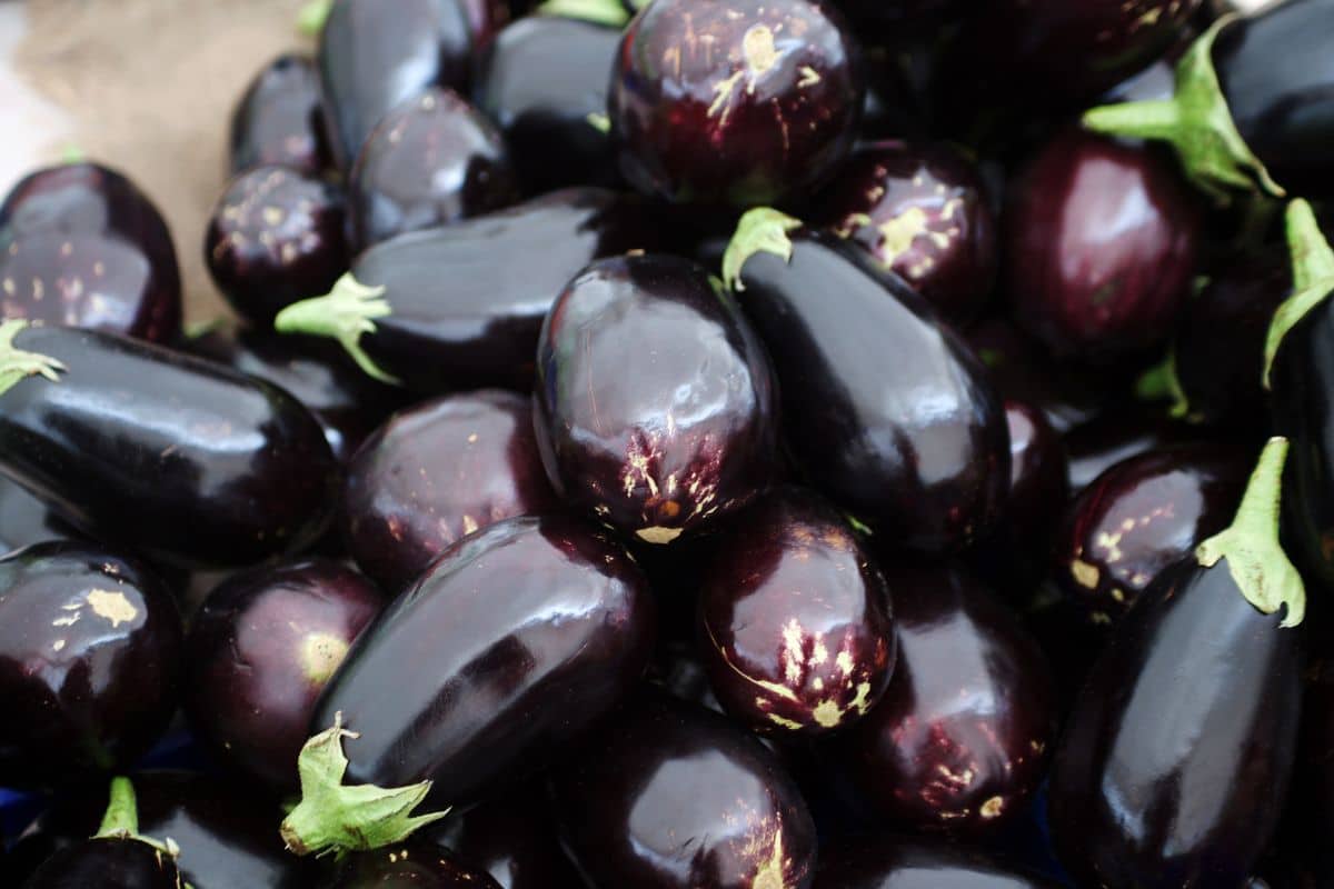 Aubergines : Comment les conserver longtemps et de manière efficace ? Voici nos méthodes miracles !