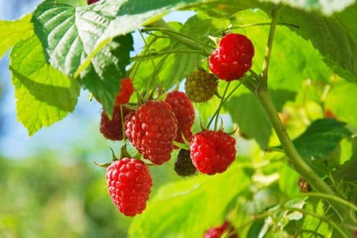 À épingler : Framboisiers : Comment les bouturer correctement, et quelle est la saison à privilégier ? On vous dit tout !
