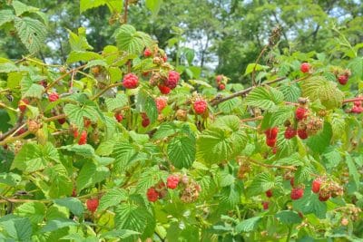 Framboisier : quand et comment le tailler ? On vous dit tout sur cet arbuste aux fruits sucrés