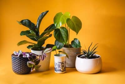 Plantes d'intérieur Quand et comment les rempoter On vous dit tout !