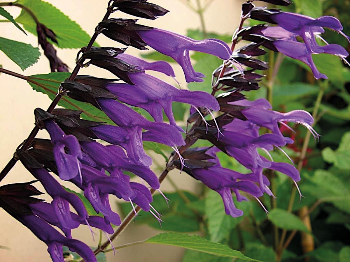 Sauge Vivace : 12 variétés à planter dans son jardin - Ctendance