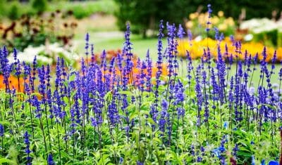 Sauge Vivace : 12 variétés à planter dans son jardin