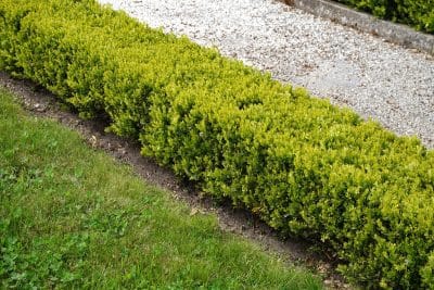 Jardin : quand tailler la haie ? On vous dit tout !