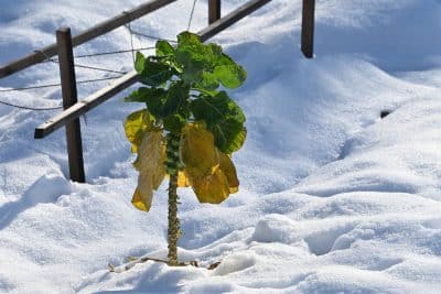 Découvrez ces astuces pour protéger vos arbres fruitiers cet hiver