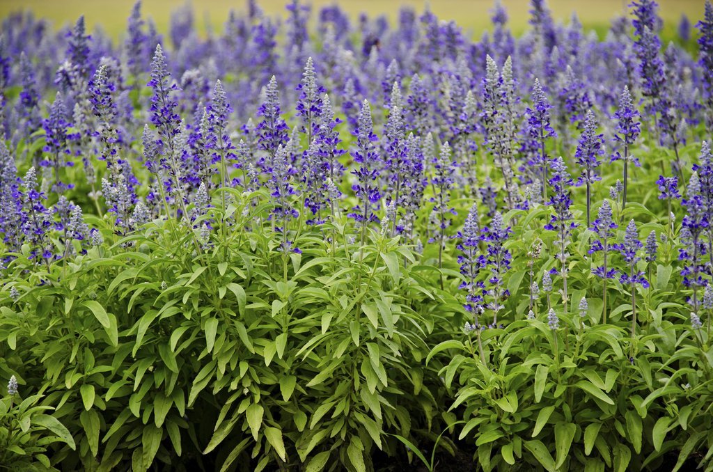 Est-ce que la sauge est une plante vivace ? - Ctendance