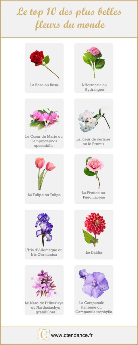 Le top 10 des plus belles fleurs du monde