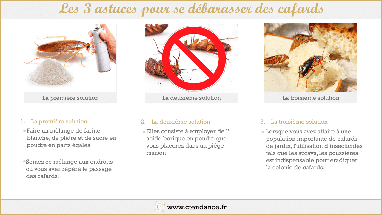 les 3 astuces pour se débarrasser des cafards