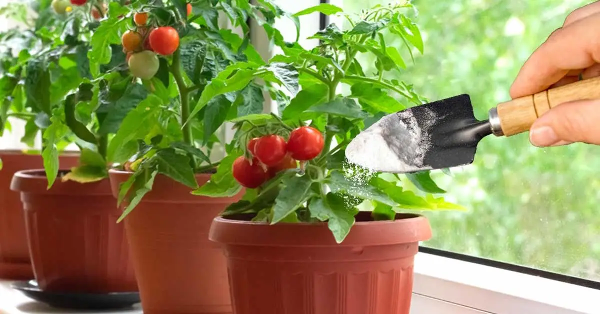 Pourquoi mettre du bicarbonate de soude au pied des tomates