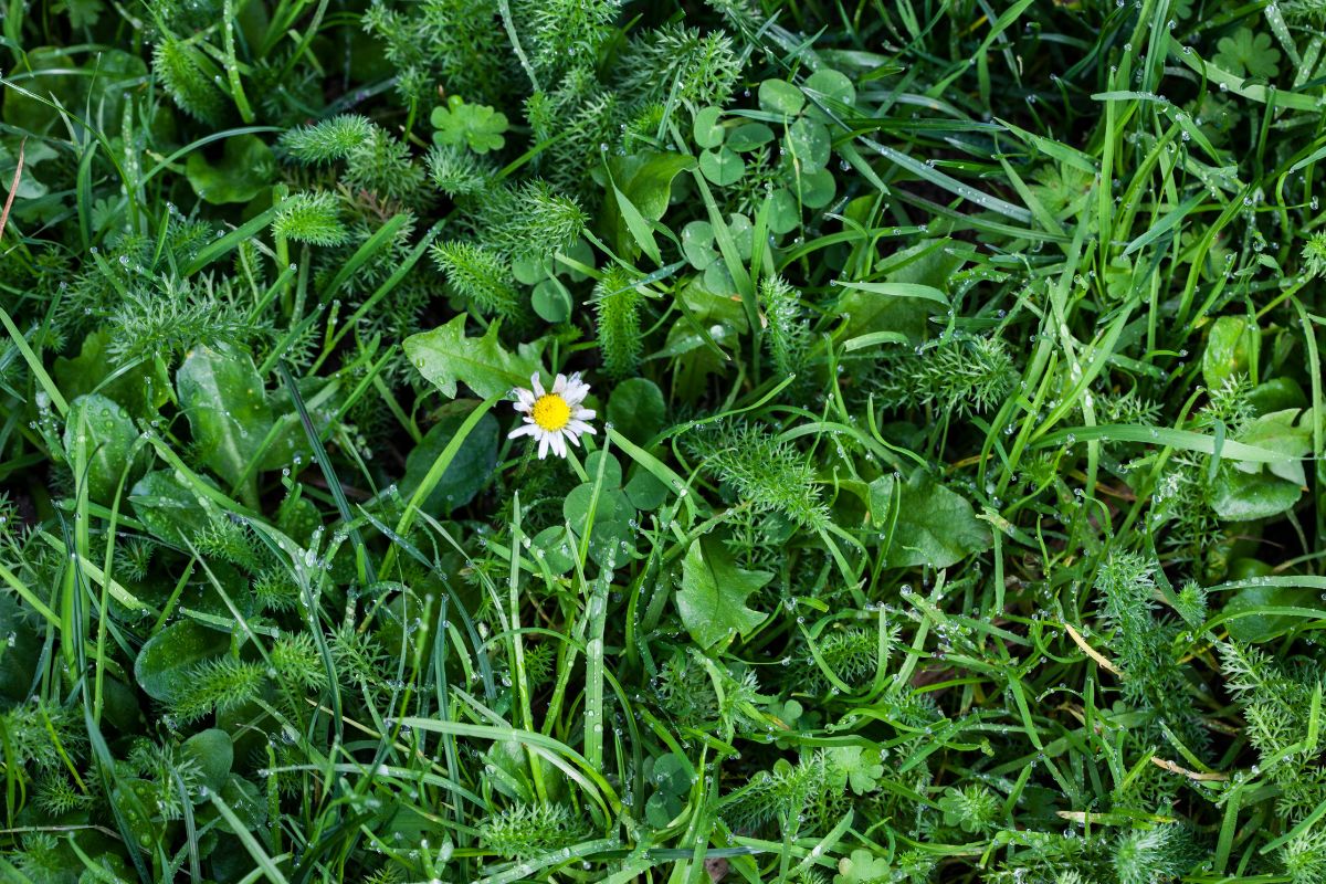 Pelouse envahie de mauvaises herbes : comment la restaurer ?