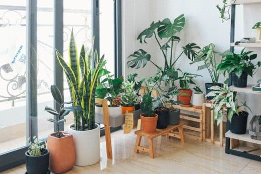 À épingler : Plantes d’intérieur : 11 variétés toxiques à ne pas prendre chez soi !