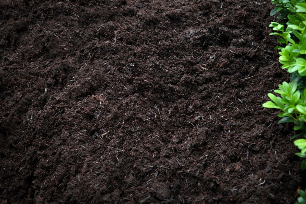 Compost : certaines variétés de feuilles ne doivent pas être mises dans le compost ! Voici la liste