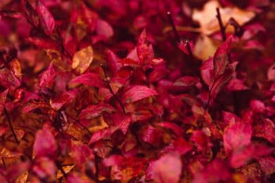 Jardin : Voici les cinq plantes à ne pas tailler en automne !