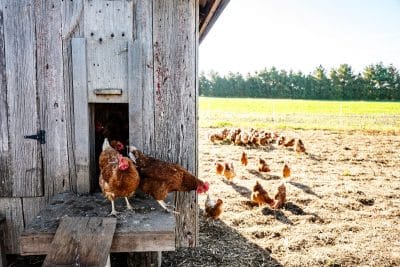 Découvrez comment protéger votre poulailler pour l'hiver