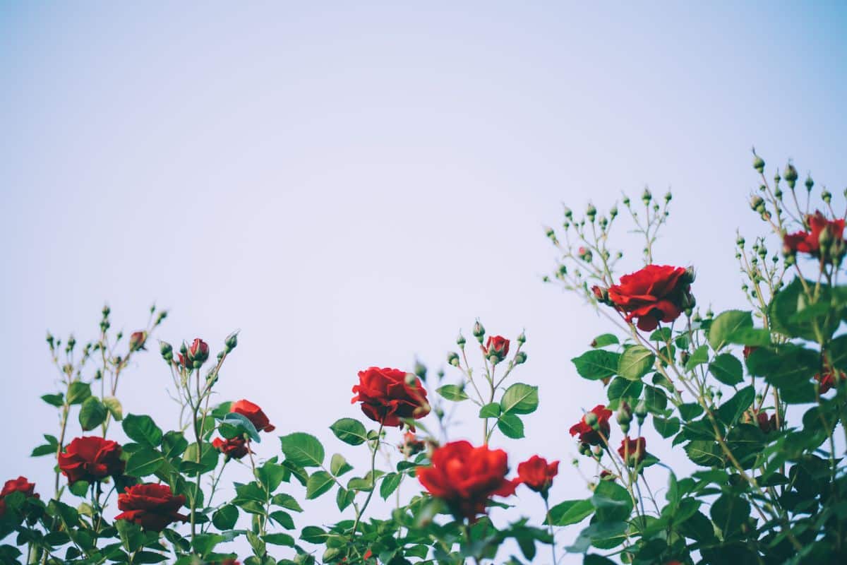 Jardin : Quel est le meilleur moment pour tailler ses rosiers ? Comment procéder ?