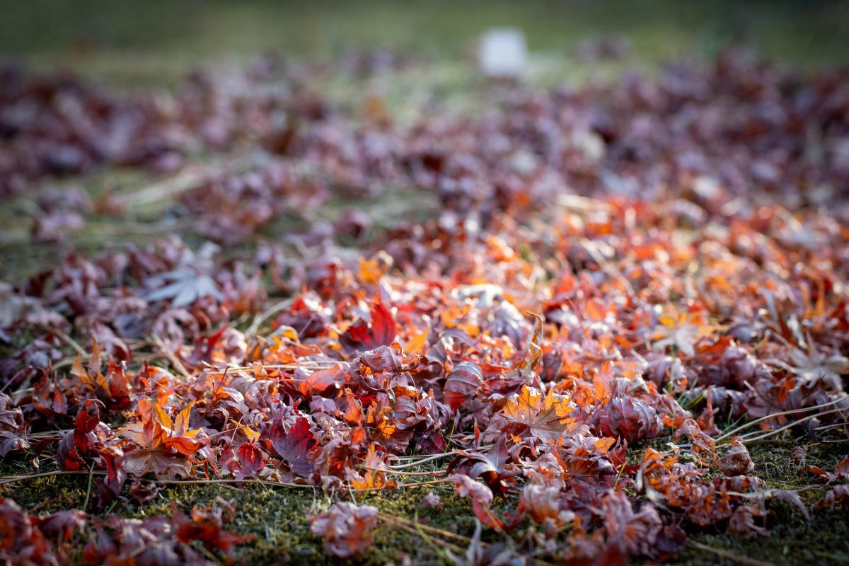 Feuilles mortes du jardin : Comment les utiliser pour fertiliser et protéger ses plantes ? On vous dit tout !