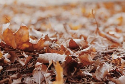 À épingler : Faire du terreau avec des feuilles sèches, c’est possible ? On vous dit comment et surtout pourquoi !