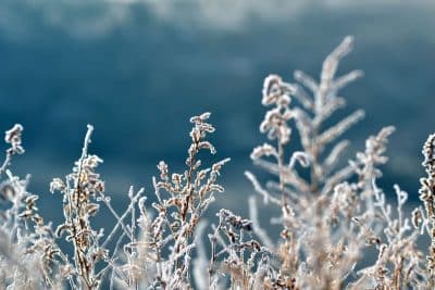 Voici toutes les astuces pour protéger ses plantes du froid