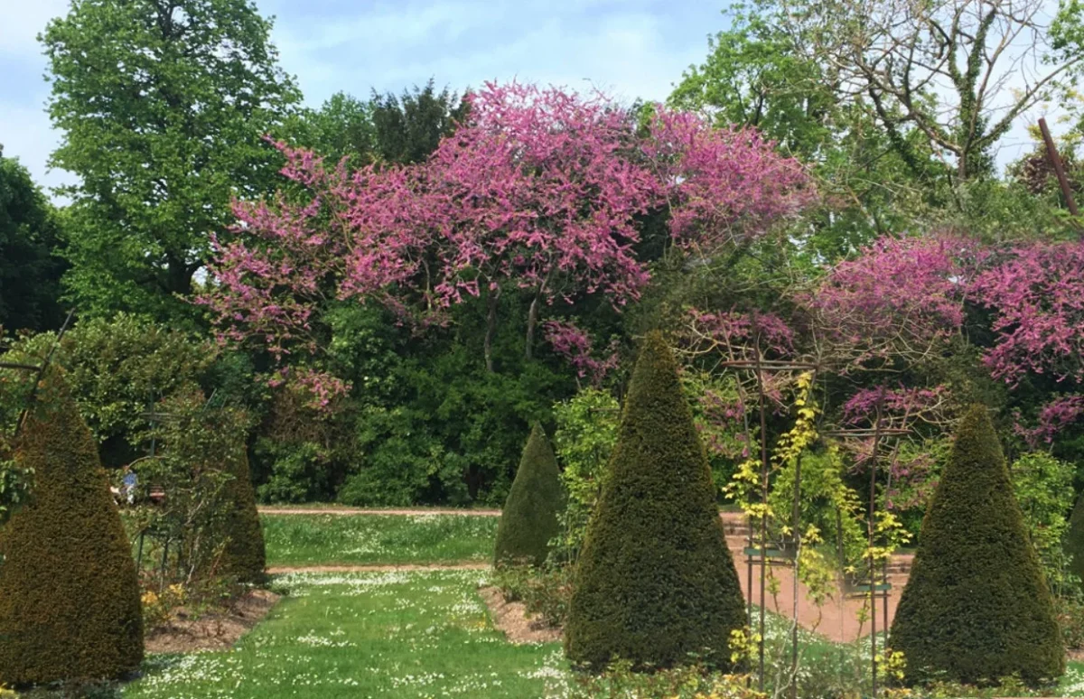 Ajoutez des arbustes fleuris dans votre jardin exotique