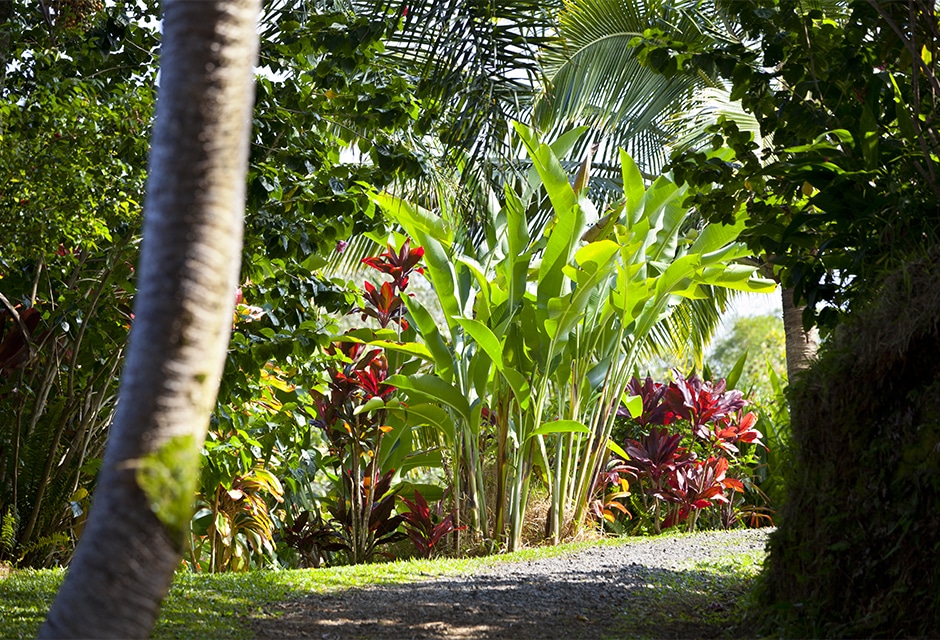 Choisissez les plantes à grandes feuilles