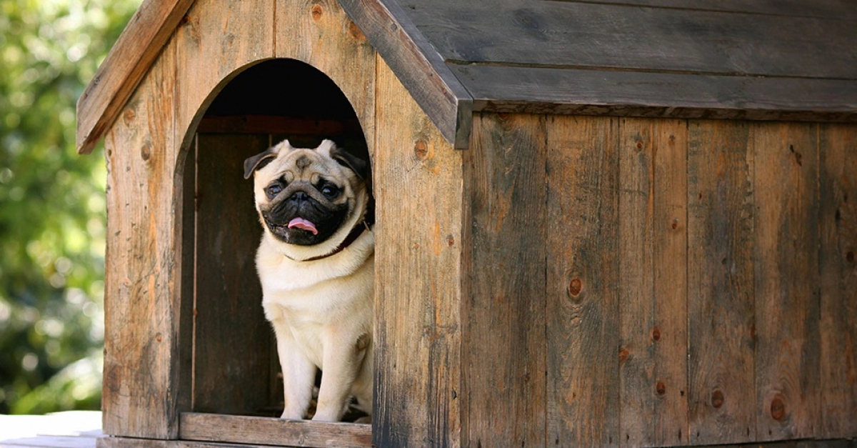 Comment bien choisir sa niche pour chien