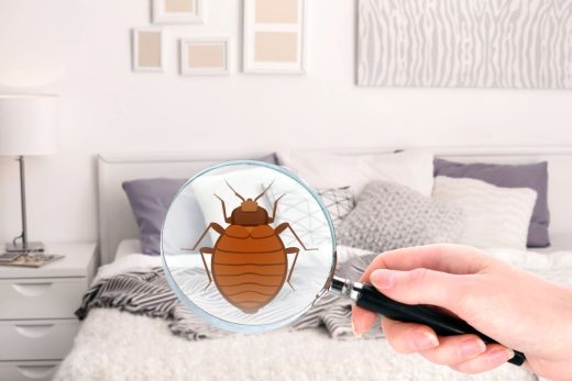 À épingler : Comment viennent les punaises de lit dans la maison ?