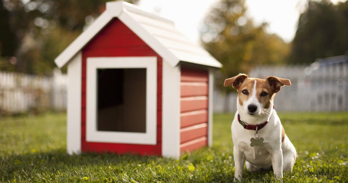 Est-ce que votre chien a besoin d’une niche