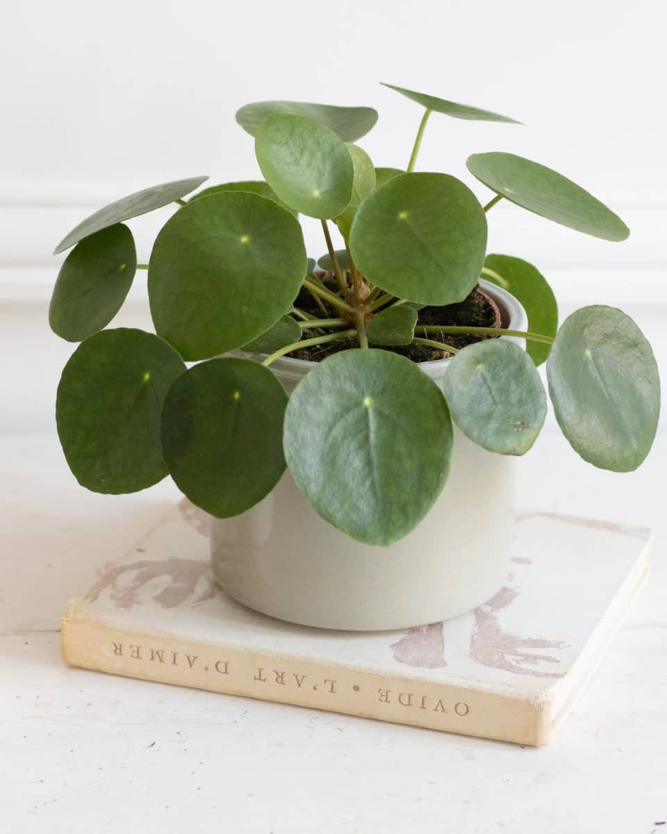 La Pilea, une plante qui porte chance