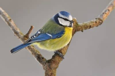 Mésanges : Comment les aider à passer l'hiver dans votre jardin ?