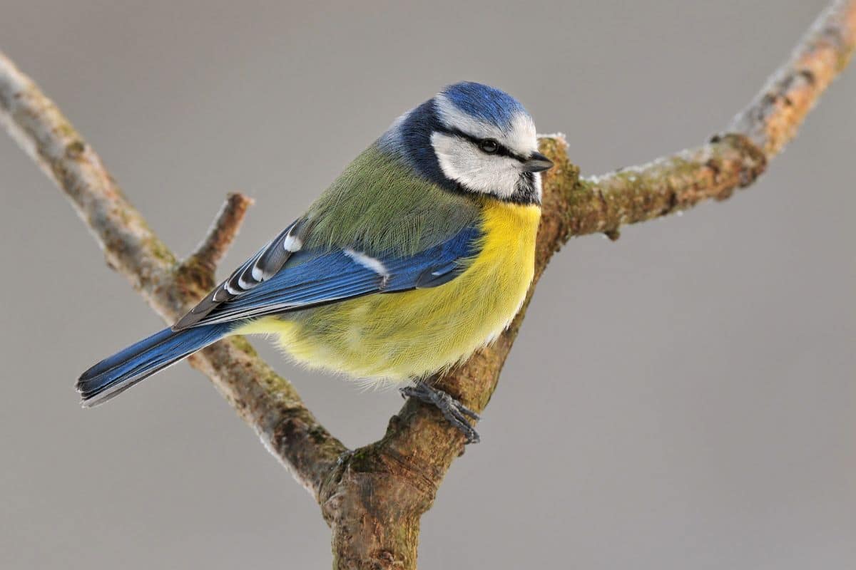 Mésanges : Comment les aider à passer l'hiver dans votre jardin ?