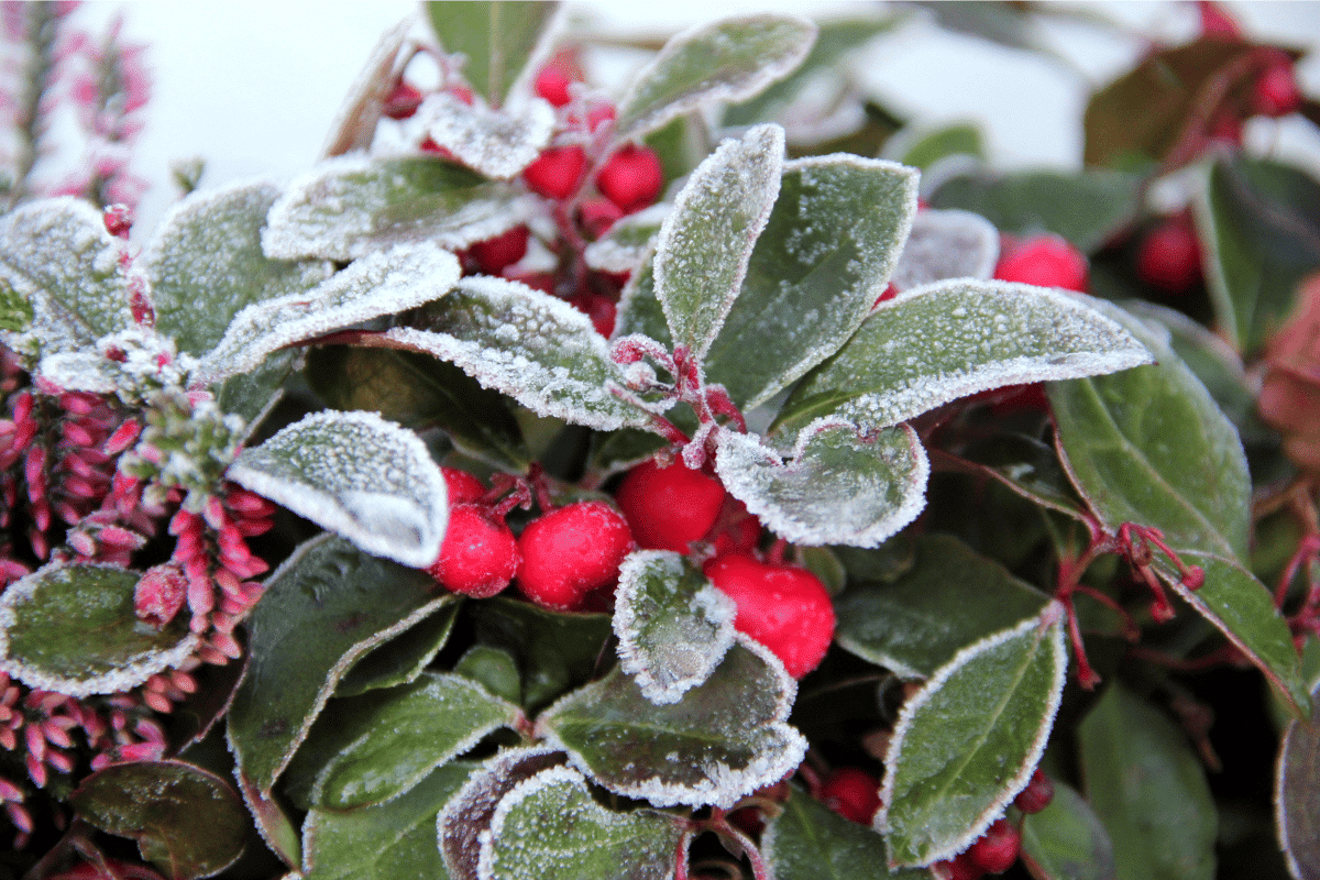 Quelles plantes choisir pour égayer votre balcon cet hiver