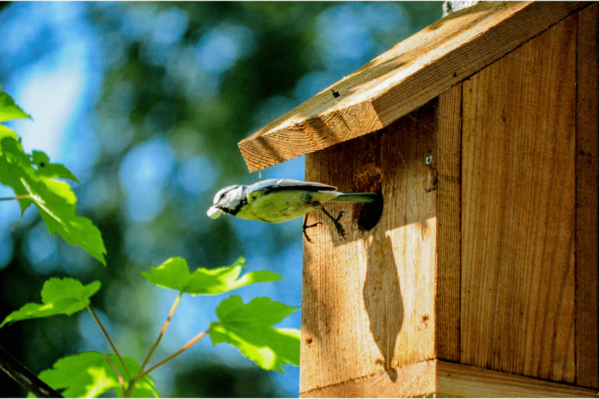 En 2023, installez un nichoir à oiseaux dans votre jardin