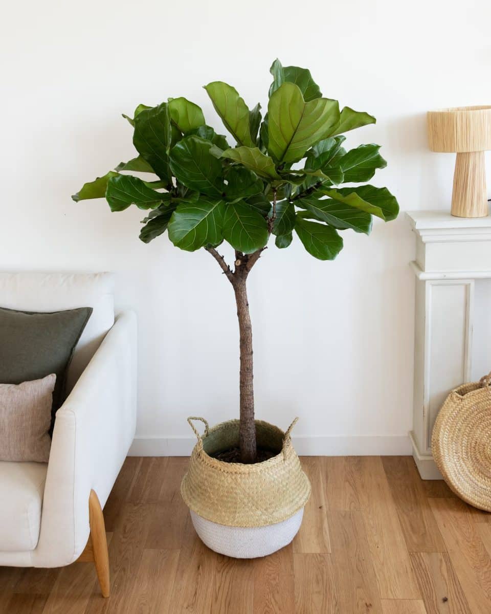 Un grand ficus comme cadeau nature