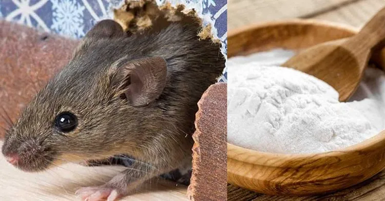 Se débarrasser des souris avec le bicarbonate de soude