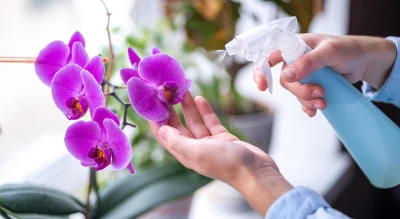 Bicarbonate de soude dans vos orchidées : ses bienfaits