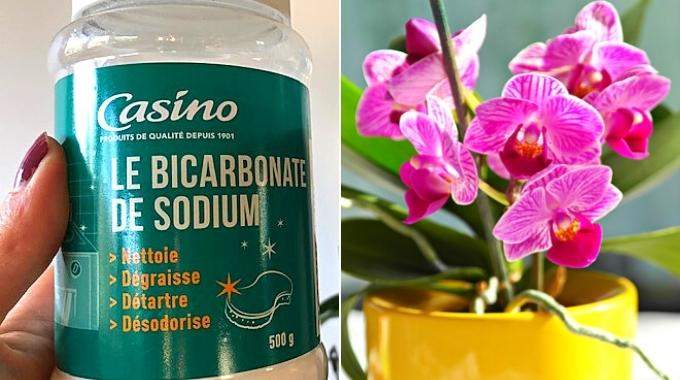 Bicarbonate de soude dans vos orchidées : ses bienfaits