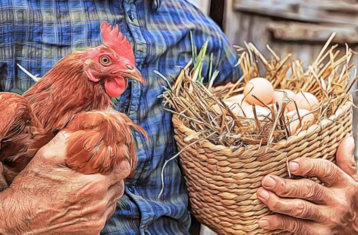 Les vertus du bicarbonate de soude pour les poules