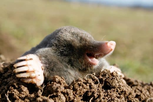 À épingler : Éliminer les taupes avec le bicarbonate de soude
