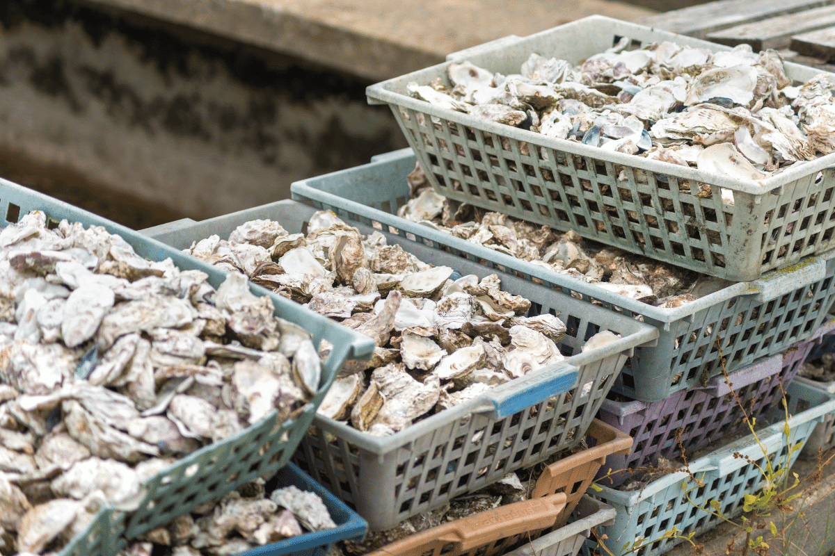 Et si vous donniez des coquilles d'huîtres à vos poules !