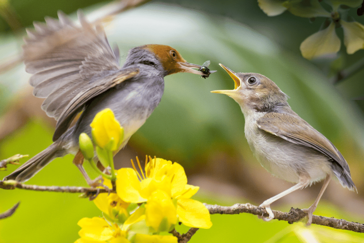 En hiver, quels oiseaux sont dans nos jardins ?