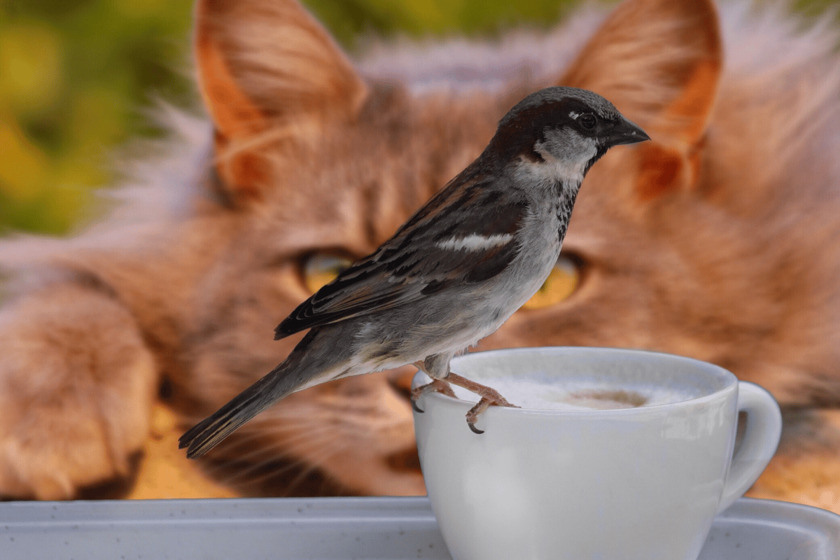 Comment faire pour que votre chat ne tue pas les oiseaux de votre jardin ?