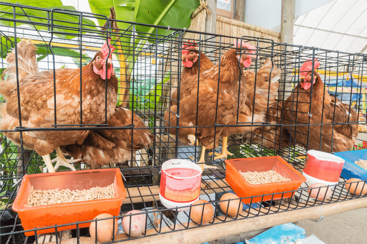 Du sel dans l’eau des poules : bonne ou mauvaise idée ?