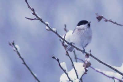 Hiver trop doux : attention aux conséquences pour vos plantes et les oiseaux !