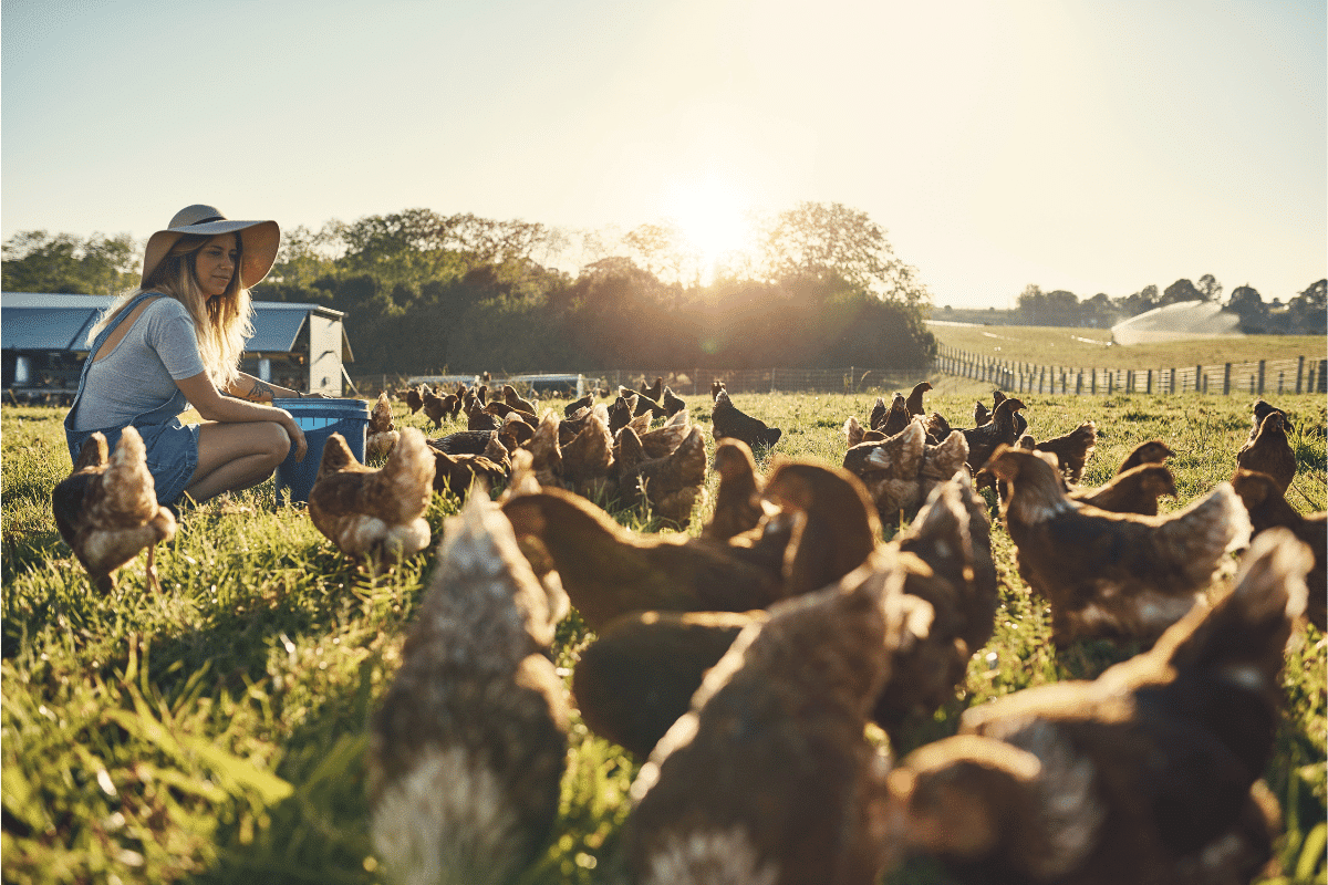 Nos astuces pour bien protéger vos poules cet hiver !