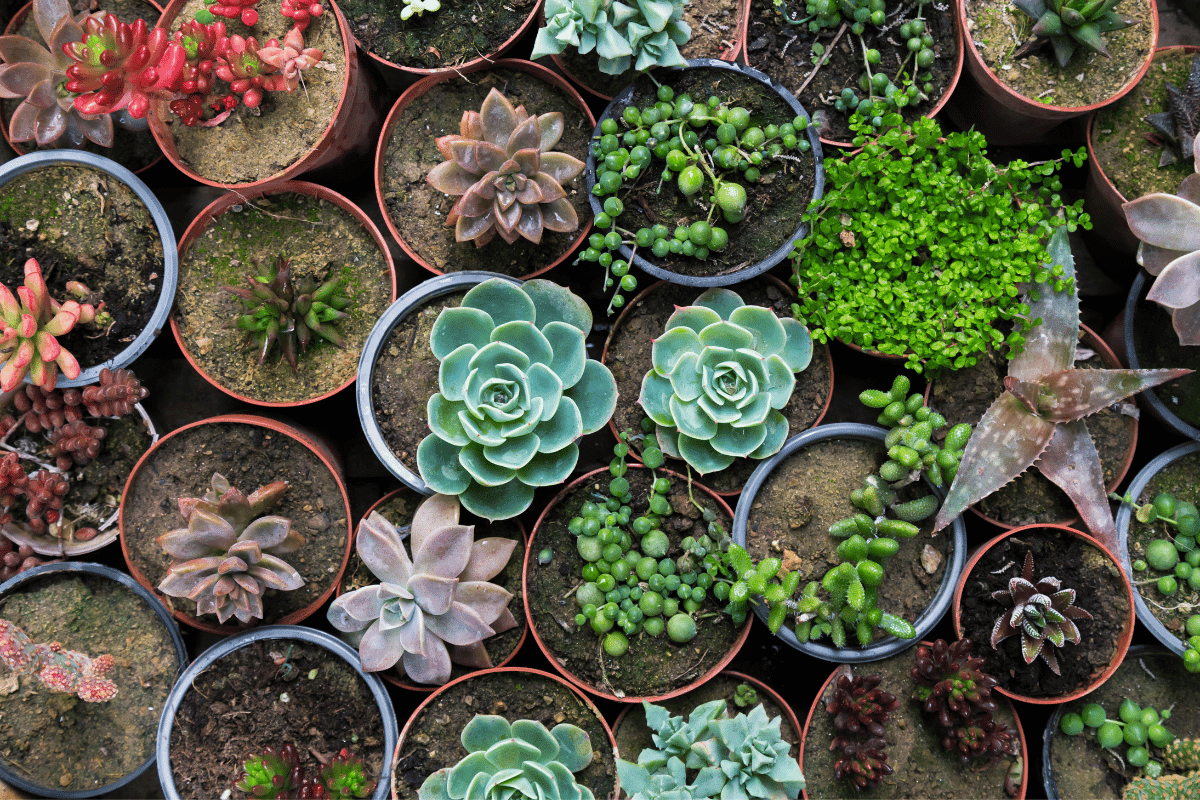 Pour votre jardin cet hiver, faites le choix des bonnes plantes grasses !