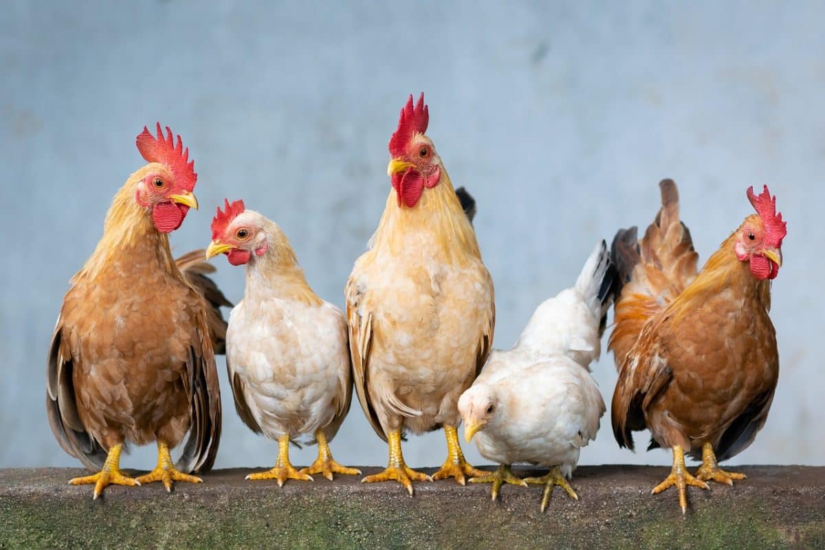 Pour renforcer la santé de vos poules