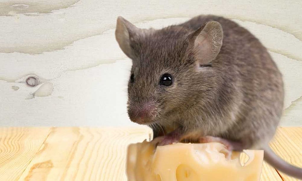 Pourquoi il y a des souris dans mon habitat ?