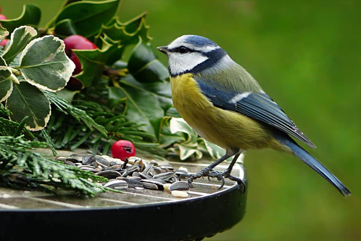 Cet hiver, pensez à protéger les oiseaux de votre jardin !
